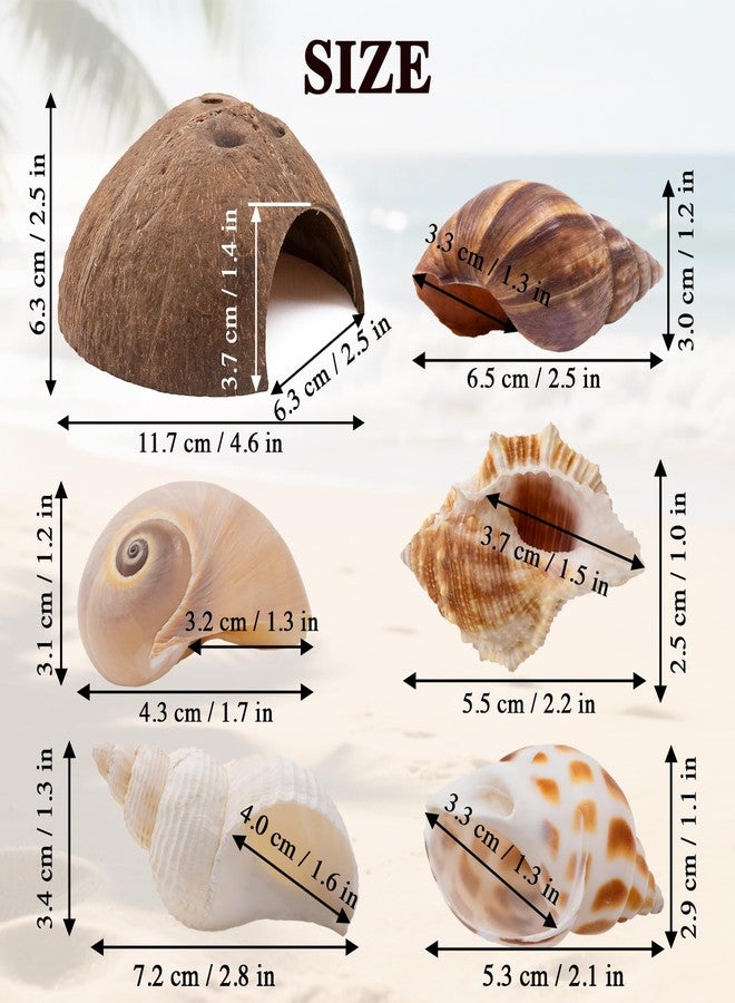 Niuohoy Hermit Crab Shells 1 Coconut Shell Hut 5 PCS Hermit Crab Seashells Accessories Decorations Enrichment Hut for House Hermit Crab Tank Hide Reptile Hideout - Image 2